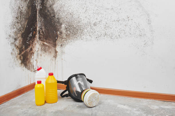 Best Residential Mold Removal  in Center Moriches, NY