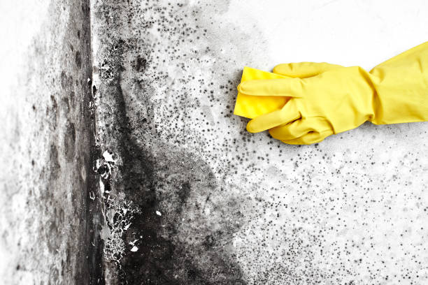 Best Local Mold Removal Service  in Center Moriches, NY