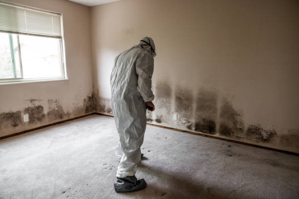 Professional Mold Removal in Center Moriches, NY