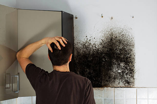 Best Professional Mold Removal  in Center Moriches, NY