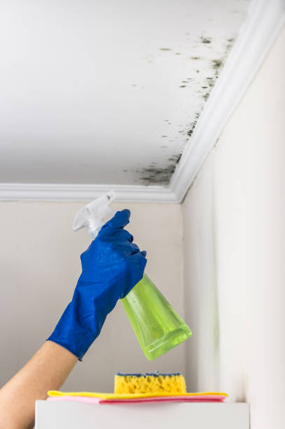 Best Mold Damage Repair  in Center Moriches, NY